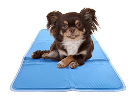 Office-Friendly Dog Gear For 'Take Your Dog to Work' Day | NurturedPaws.com/Blog