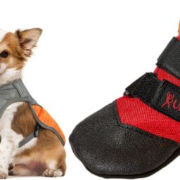 Cooling Dog Accessories To Keep Your Pup Totally Chill This Summer | NurturedPaws.com/Blog