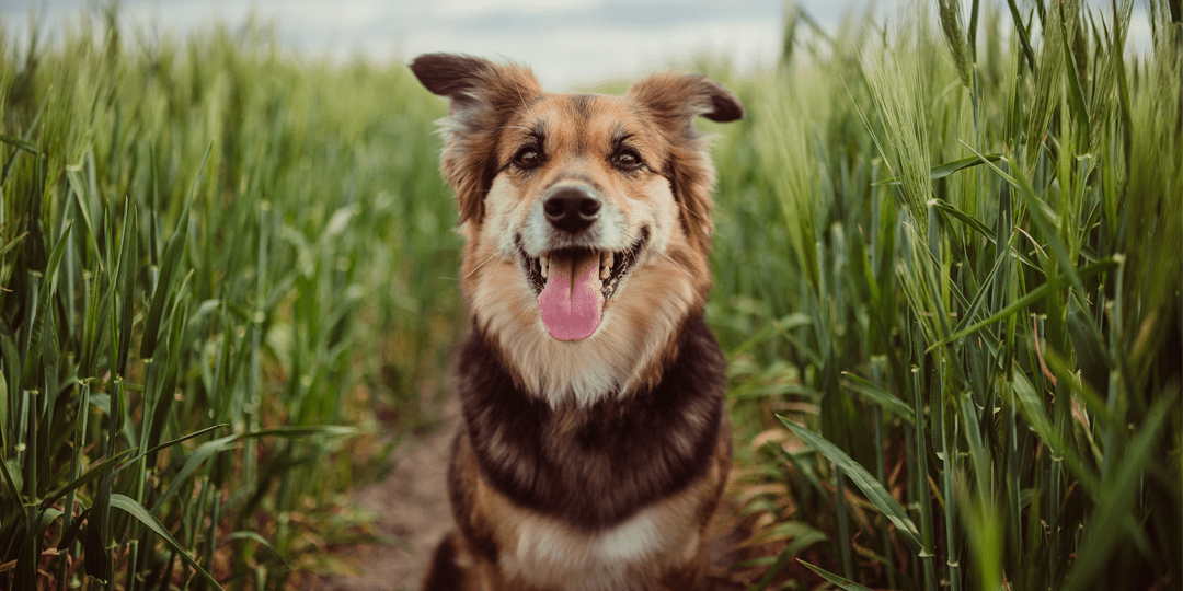 Treat Your Mutt on National Mutt Day | NurturedPaws.com/Blog