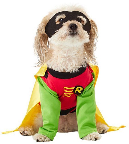 Our Favorite Halloween Pet Costumes From Chewy | Nurtured Paws