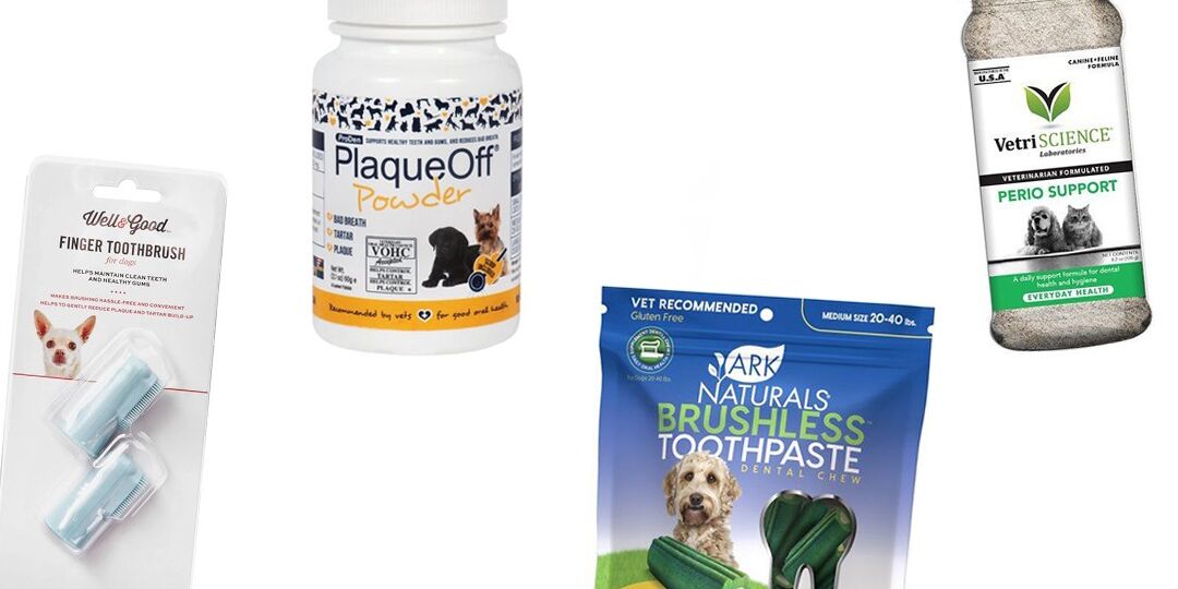 Dog Dental Accessories for Some Tooth TLC | NurturedPaws.com