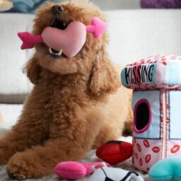 Valentine's Day Pet Gifts from Chewy | NurturedPaws.com/Blog
