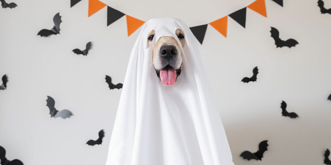 NP_Spooky-Costume-Ideas-for-Your-Pup_Feature-Image