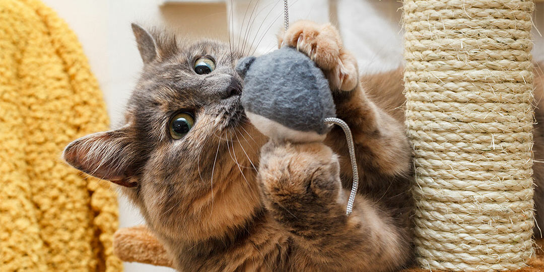 Nurtured-Paws_How-to-DIY-Your-Own-Cat-Toys_Feature-Image