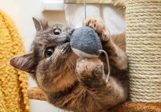 Nurtured-Paws_How-to-DIY-Your-Own-Cat-Toys_Feature-Image