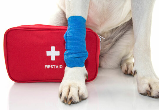 NP_Pet-First-Aid_feature-image