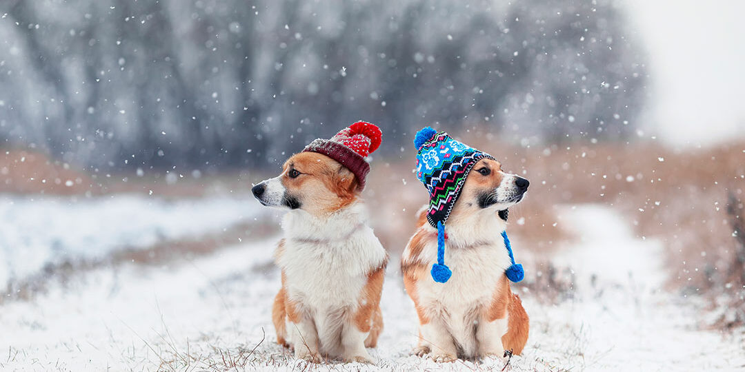 NP_Winter-Pet-Grooming_feature-image