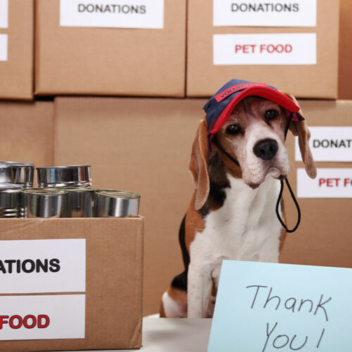 NP_PFC_Pet-Donations_feature-Image