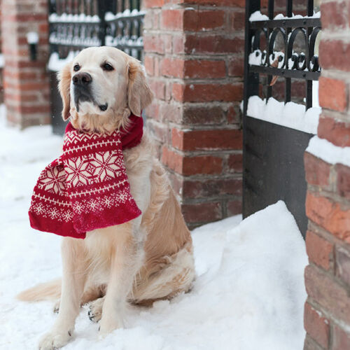 NP_Winter-Pet-Safety_feature-image